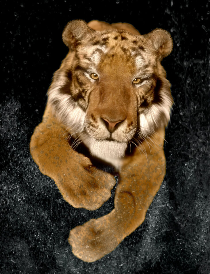 Felidae by AM – Tiger